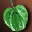 Icon Item Gludio Apples